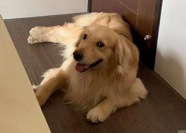 金毛犬想陪生病主人,恪守辛酸约定换一个方法守卫,结果超暖人 金毛犬想陪生病主人,恪守辛酸约定换一个方法守卫,结果超暖人