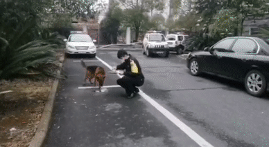 市民请求击杀“咬人”流浪狗,网友却大呼:快收编它吧! 市民请求击杀“咬人”流浪狗,网友却大呼:快收编它吧!