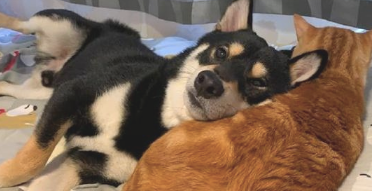 柴犬把橘猫当做了枕芯，就将头靠在它的怀中，见过最大胆的狗子了