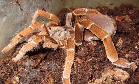 新手养蜘蛛,选择铁锈红巴布合适吗?