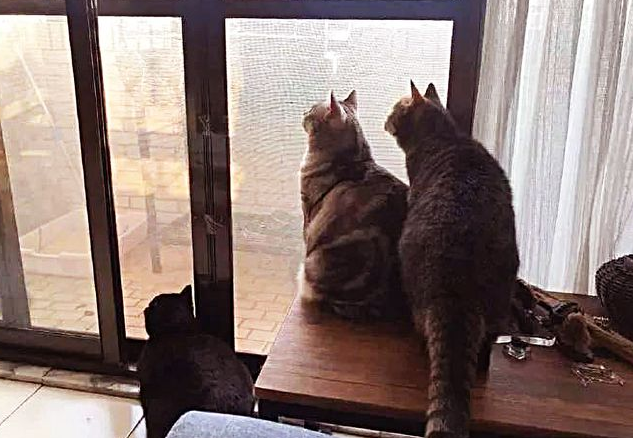 3只猫咪经常傻傻盯着窗外入迷,当主人知道实情后,当场笑出眼泪 3只猫咪经常傻傻盯着窗外入迷,当主人知道实情后,当场笑出眼泪
