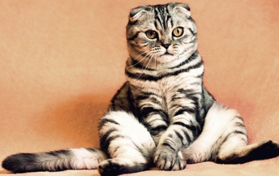 折耳猫什么时候吃软骨素比较好?铲屎官一定要注意! 折耳猫什么时候吃软骨素比较好?铲屎官一定要注意!