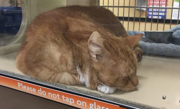 猫奴为爱猫採购猫食 竟与待认养橘猫一见钟情