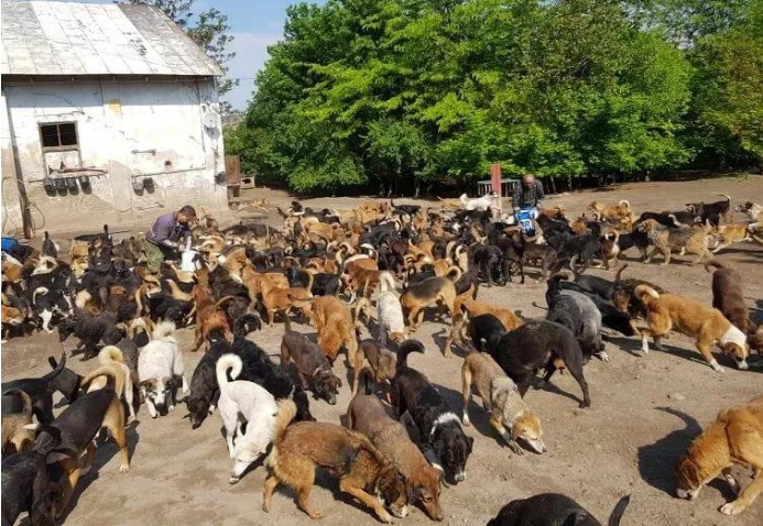暖男每日被750只流浪犬包围着，界面无比震撼人心，餐费一月8万