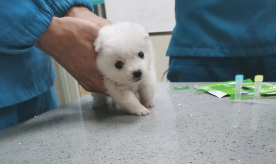 网友带博美看医生接种疫苗，见到针管吓傻，就了解没好事儿
