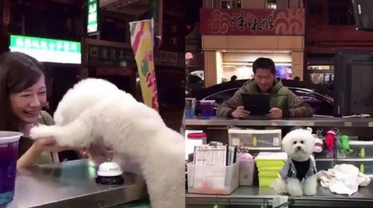 超现实的汪汪 待客差别待遇太明显啦 超现实的汪汪 待客差别待遇太明显啦