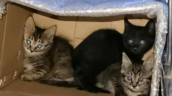 一大早被萌到,开窗发现一窝小奶猫,猫妈妈:朋友介绍来的! 一大早被萌到,开窗发现一窝小奶猫,猫妈妈:朋友介绍来的!