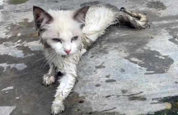 患病布偶猫被丢马路边，它努力爬向人类的样子，太让人心疼！