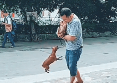 看到主人抱其他狗狗，小狗狗发火了，狗狗：你是我心中的专享铲屎官