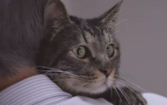 猫咪到底认得主人声音吗？答案在这支广告里
