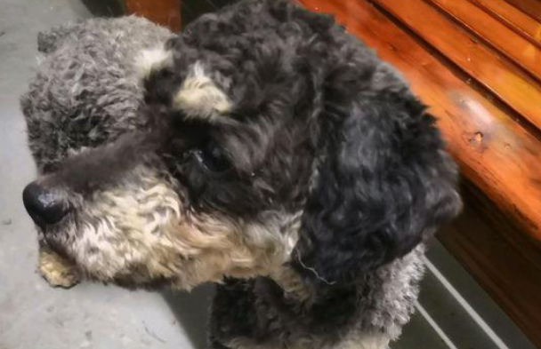 工地跑来只流浪犬,小伙子好心收容后,路人见到竟出天价要买 工地跑来只流浪犬,小伙子好心收容后,路人见到竟出天价要买