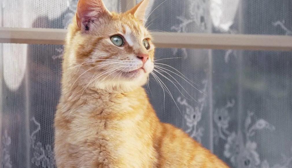 小猫一直叫怎么办