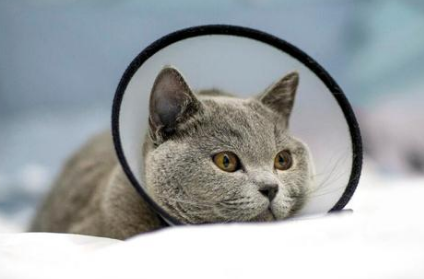 短腿蓝猫为爱情两次“越狱”,主人很感动,并带它做了绝育 短腿蓝猫为爱情两次“越狱”,主人很感动,并带它做了绝育
