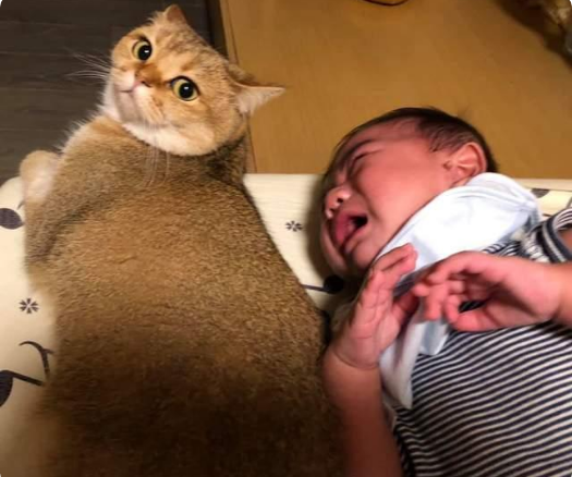 猫咪似乎不喜欢新生宝宝,但宝宝大哭时它的行为太暖心! 猫咪似乎不喜欢新生宝宝,但宝宝大哭时它的行为太暖心!