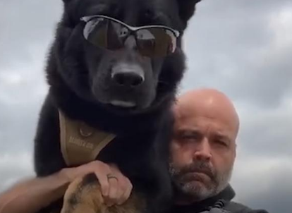 警犬追犯人从6米高跳下，受伤还努力完成任务，帅得不行！