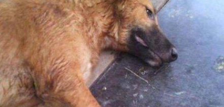 8只母狗遭砍命危 兽医野战急救救回一命