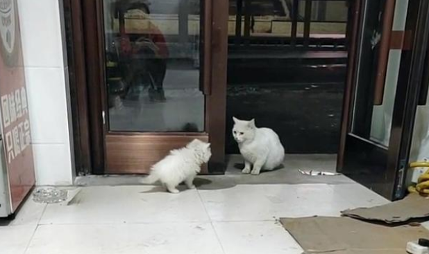 小白猫被抱走后,猫妈妈天天上门讨要孩子,小猫的反应很现实 小白猫被抱走后,猫妈妈天天上门讨要孩子,小猫的反应很现实