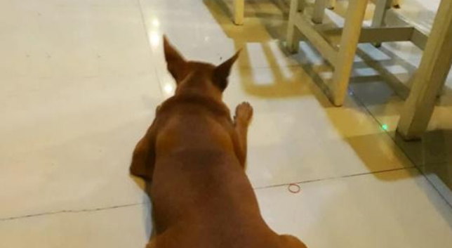混迹在餐馆中的流浪狗，吃得比家犬还胖，只因遇到一个好老板