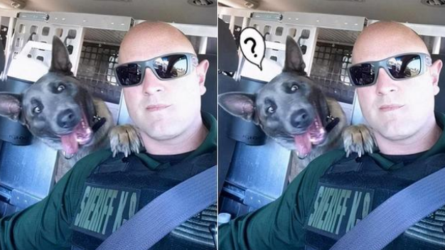 这警犬简直表情包!网友:它下班后跟我家傻狗差不多 这警犬简直表情包!网友:它下班后跟我家傻狗差不多