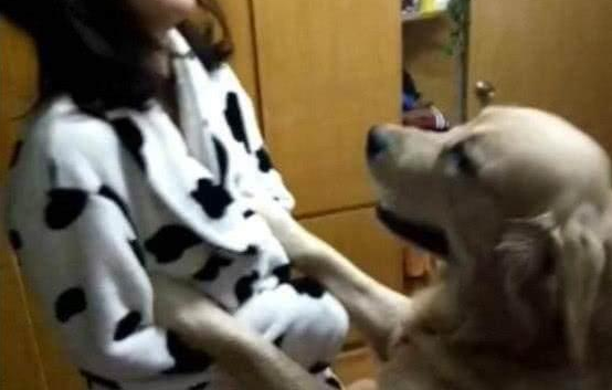女主人有一只特黏人的大金毛是啥感受?表达沒有一点私人空间 女主人有一只特黏人的大金毛是啥感受?表达沒有一点私人空间
