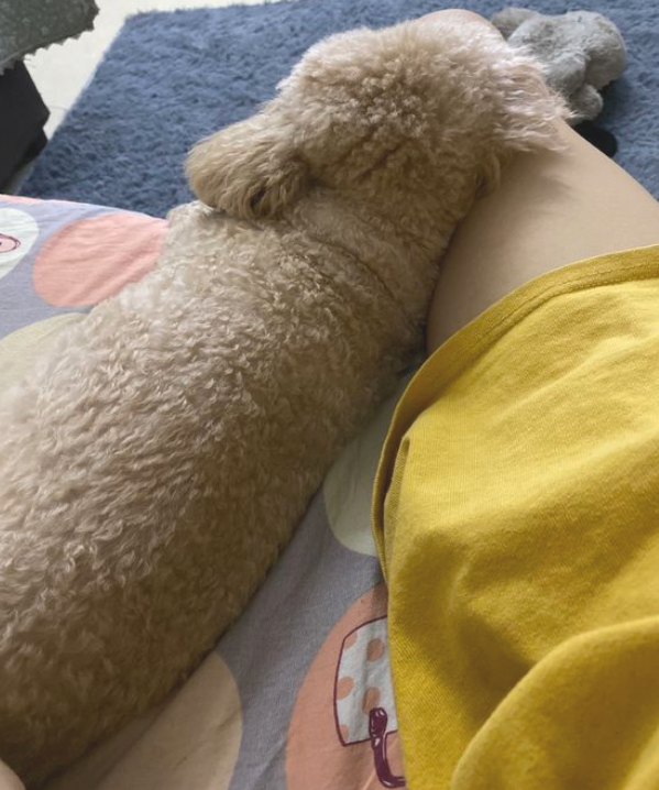 泰迪是网友的“垃圾桶”,它承担各种各样负能量 泰迪是网友的“垃圾桶”,它承担各种各样负能量