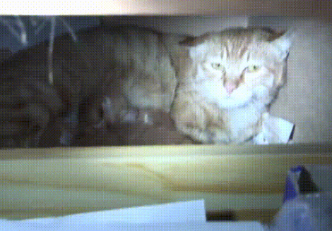 橘猫妈妈夜晚溜进公司，偷吃零食还生下小猫，暖心员工为其找家