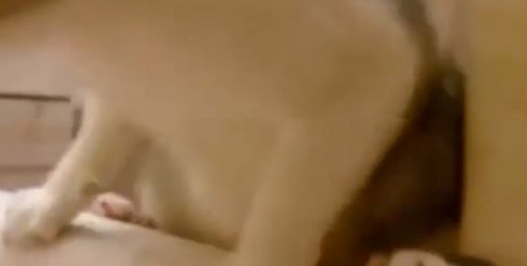 你在哪里干什么呀? 猫奴泡澡时喵星人超紧张 你在哪里干什么呀? 猫奴泡澡时喵星人超紧张