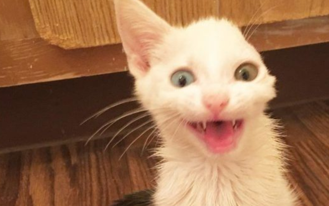患病小猫耳朵被线绞断 好心猫奴的照顾下蜕变成美猫