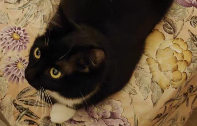 肠胃不好的猫咪吃什么猫粮?instinct就很不错! 肠胃不好的猫咪吃什么猫粮?instinct就很不错!