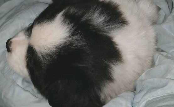 流浪犬肚子饿一天也没有人了解，女生喂个包子后，小家伙猛然一脸感谢
