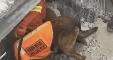 福建酒店坍塌,搜救犬彻夜救援:我们不传播病毒,我们只拼命救人 福建酒店坍塌,搜救犬彻夜救援:我们不传播病毒,我们只拼命救人