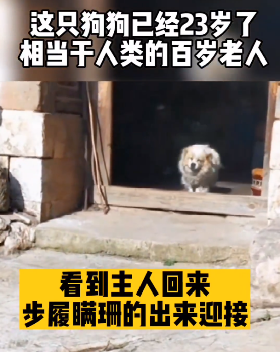 太感人了!23岁高龄狗狗,步履蹒跚的迎接主人 太感人了!23岁高龄狗狗,步履蹒跚的迎接主人