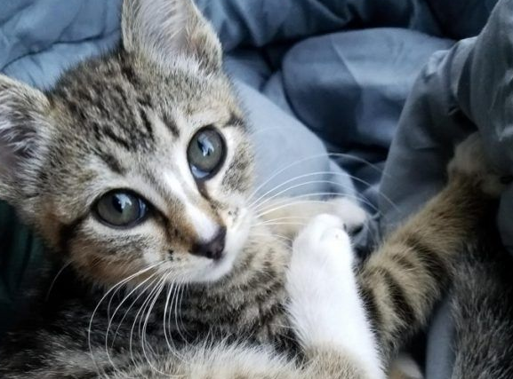 超可爱喵星人 自己选猫奴不惜半夜闯进帐篷