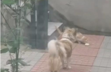 流浪狗放下包子,在一旁盯着流浪猫,接下来一幕太暖了! 流浪狗放下包子,在一旁盯着流浪猫,接下来一幕太暖了!