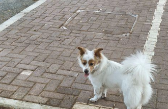 流浪犬一路痴痴地跟随女生,去哪里都跟随,分外珍惜眼前此次机会 流浪犬一路痴痴地跟随女生,去哪里都跟随,分外珍惜眼前此次机会