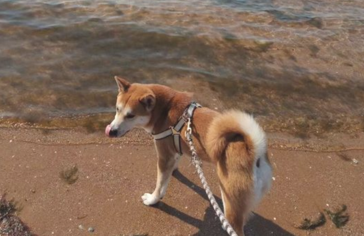 带柴犬度假旅游真的便捷,许多地区都不许带小宠物住,只有睡车内 带柴犬度假旅游真的便捷,许多地区都不许带小宠物住,只有睡车内