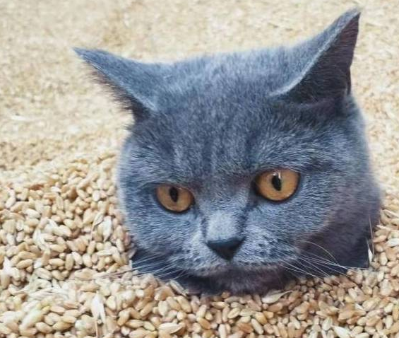 把宠物猫带回农村老家养后，它却成了“村中一霸” 