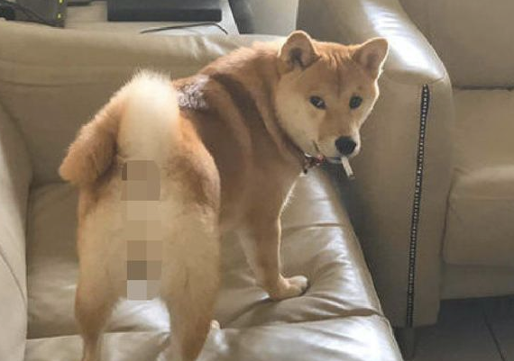 柴犬模仿主人家里叼着烟,这模样好社会发展啊!狗:还不帮我点上! 柴犬模仿主人家里叼着烟,这模样好社会发展啊!狗:还不帮我点上!