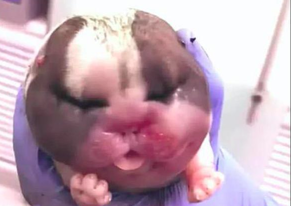 大夫给哈士奇接产,主人家见到刚出生的小狗有点儿懵：它是狗還是猪？