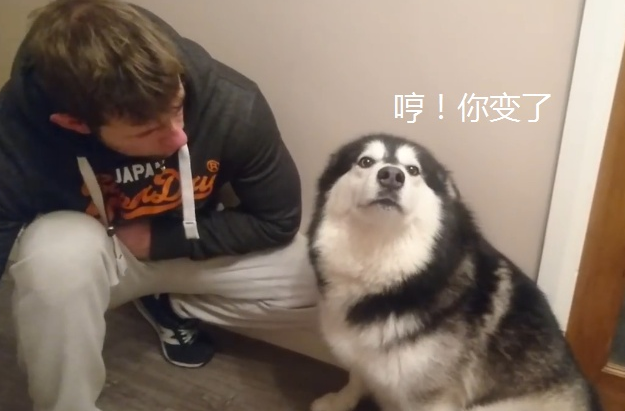 “胖孩子”拆家被捕，主人刚说要揍它，結果小表情就发生变化