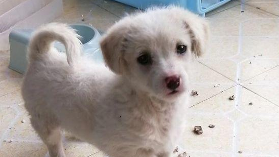 流浪犬饿坏了在街头讨食，店家看到就是一扫把，小家伙这下遭殃了