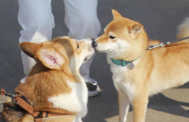 科学文明养宠 共创典范城市 嘉兴市首届萌犬文化节暨嘉职院第二届宠物文化节隆重举行 科学文明养宠 共创典范城市 嘉兴市首届萌犬文化节暨嘉职院第二届宠物文化节隆重举行