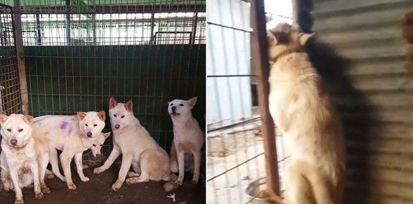 志工进屠宰场救狗 可狗狗见到人就害怕逃窜