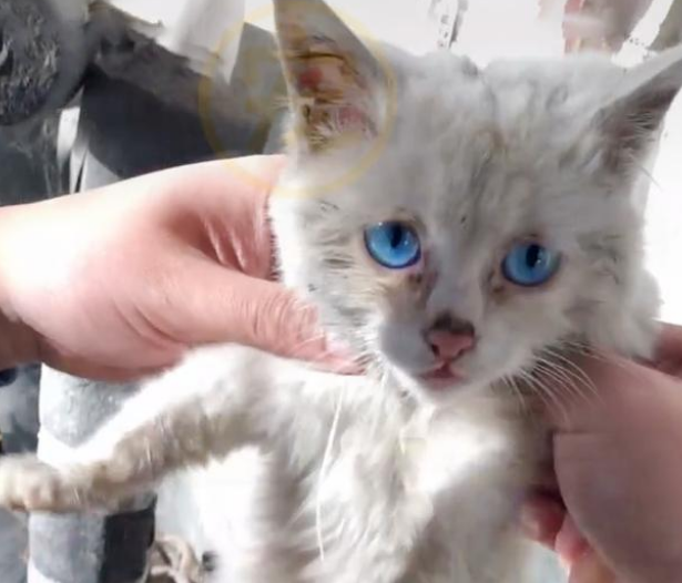 饿到吃钢丝球的流浪小猫，好心人试图阻止，猫咪的反应让人泪目