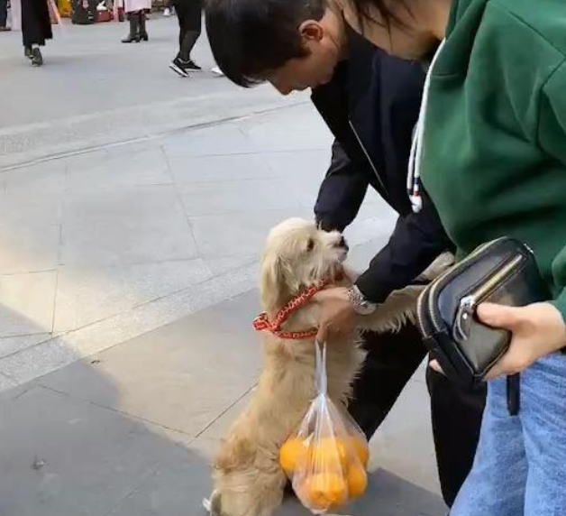 走失多日的狗狗，竟与主人在街头相遇，重逢的画面让人泪目