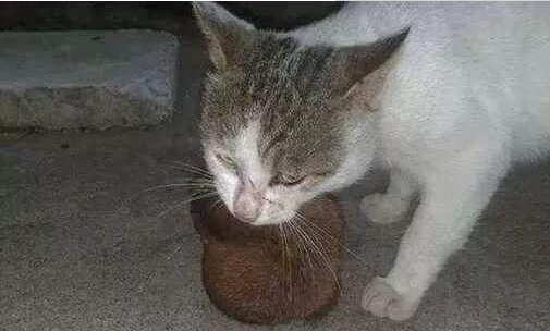 女孩养猫三年，没想到萌宠晚上送来意外惊喜让她哭笑不得！