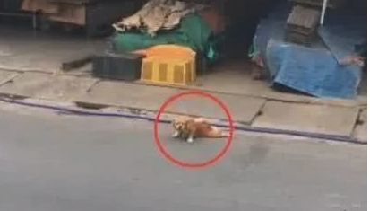 狗狗由于两腿残废被主人抛弃，結果狗狗爬了十几公里又回来了