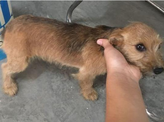 流浪犬嫌的身上脏害怕挨近路人,见到它听话的模样,女生红了眼圈