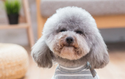泰迪犬发出哼哼的声音怎么回事？铲屎官快了解一下！
