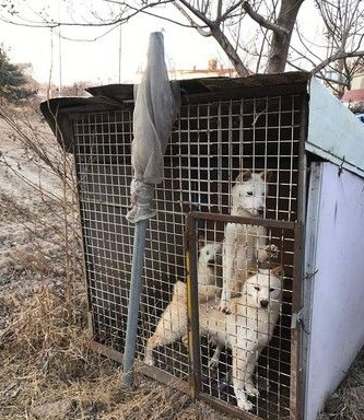 志工进屠宰场救狗 可狗狗见到人就害怕逃窜 志工进屠宰场救狗 可狗狗见到人就害怕逃窜
